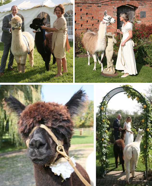 images/advert_images/asain-weddings_files/alpacas 1.png